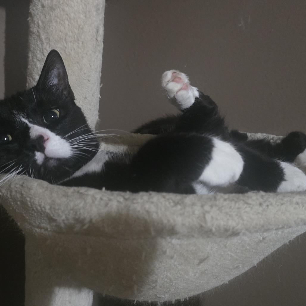 Oreo with Hans, a Adoptable Domestic Short Hair in Manchester, CT image 2/6