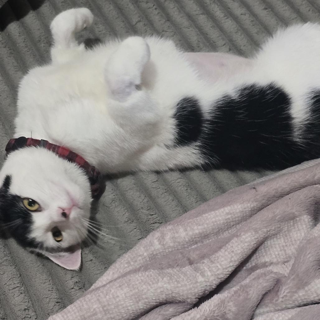 Oreo with Hans, a Adoptable Domestic Short Hair in Manchester, CT image 3/6