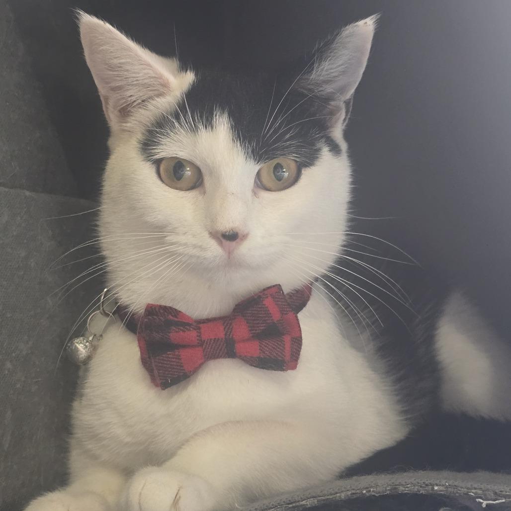 Oreo with Hans, a Adoptable Domestic Short Hair in Manchester, CT image 4/6