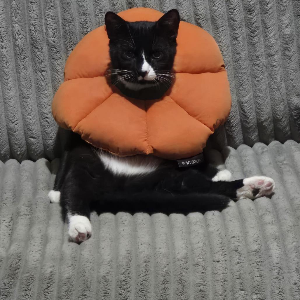 Oreo with Hans, a Adoptable Domestic Short Hair in Manchester, CT image 5/6