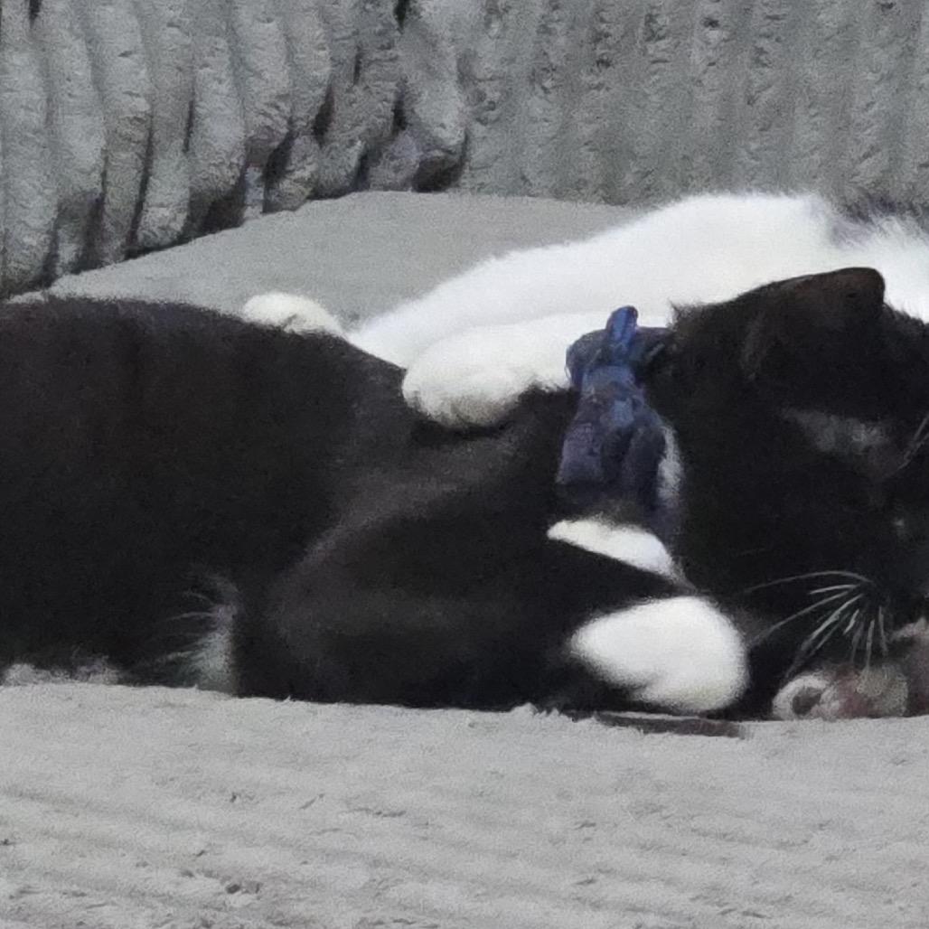 Oreo with Hans, a Adoptable Domestic Short Hair in Manchester, CT image 6/6