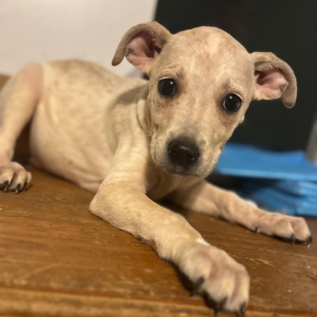 Lily Pad, Adoptable, Puppy Female Cattle Dog.