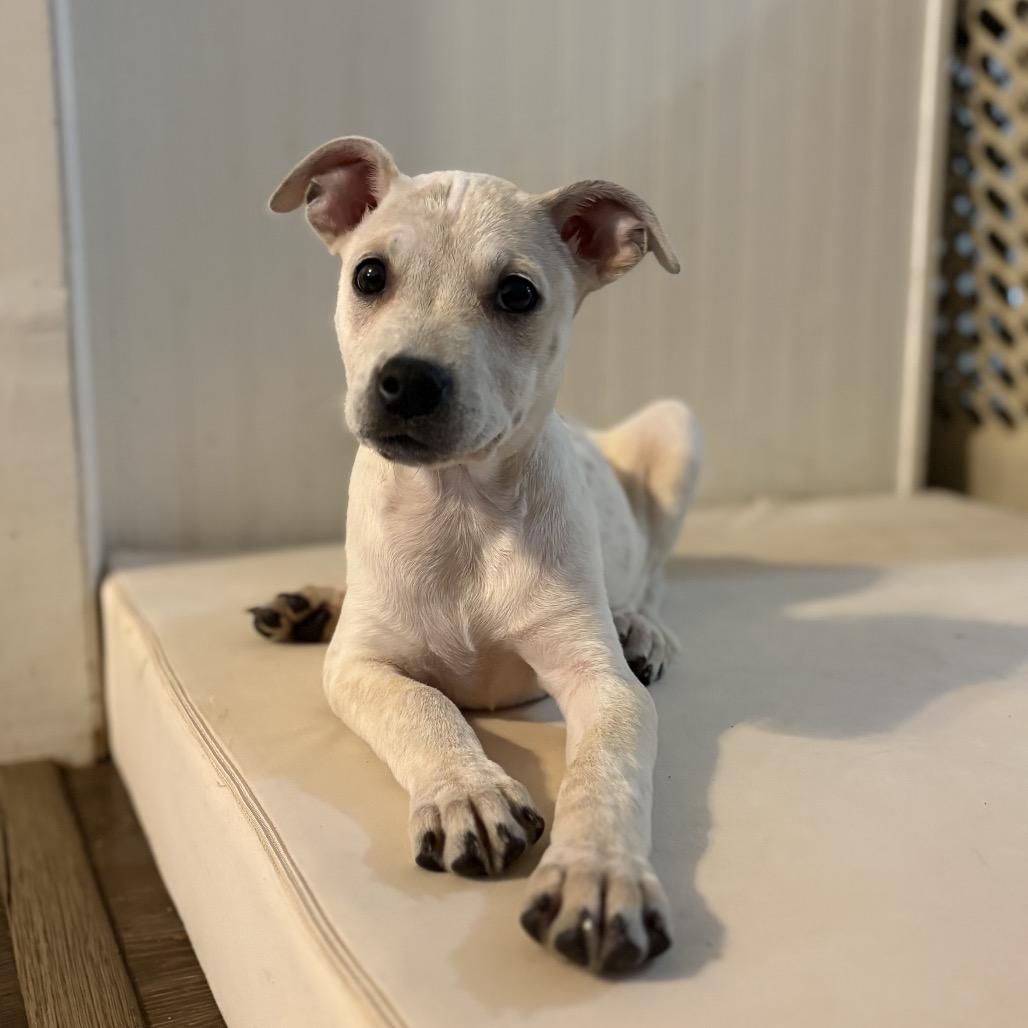 Lily Pad, Adoptable, Puppy Female Cattle Dog.