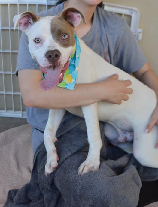 Ronoldo, Adoptable, Puppy Male Pit Bull Terrier.