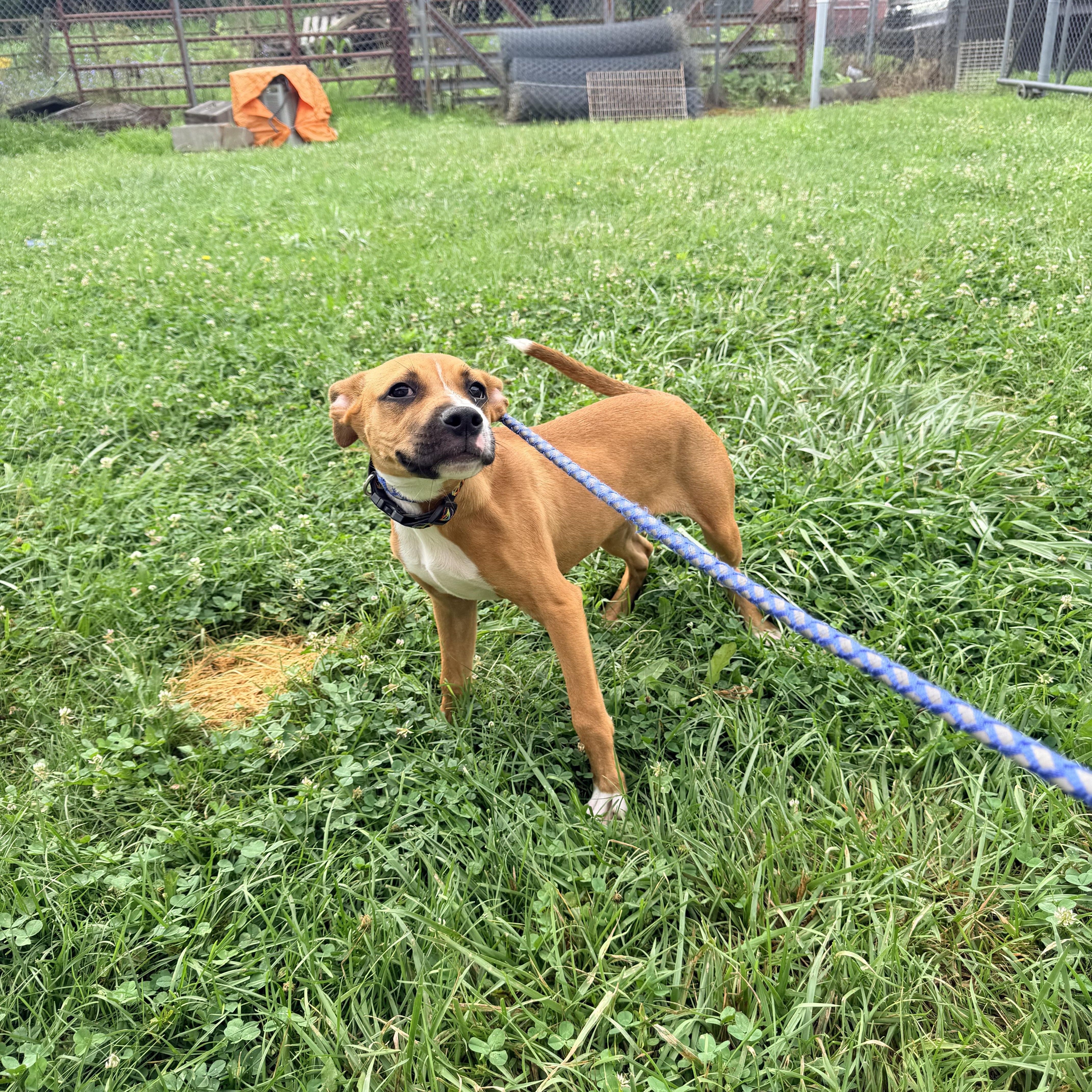 Enlarge Rusty, a ADOPTABLE Mixed Breed in Logan, OH image 2/2