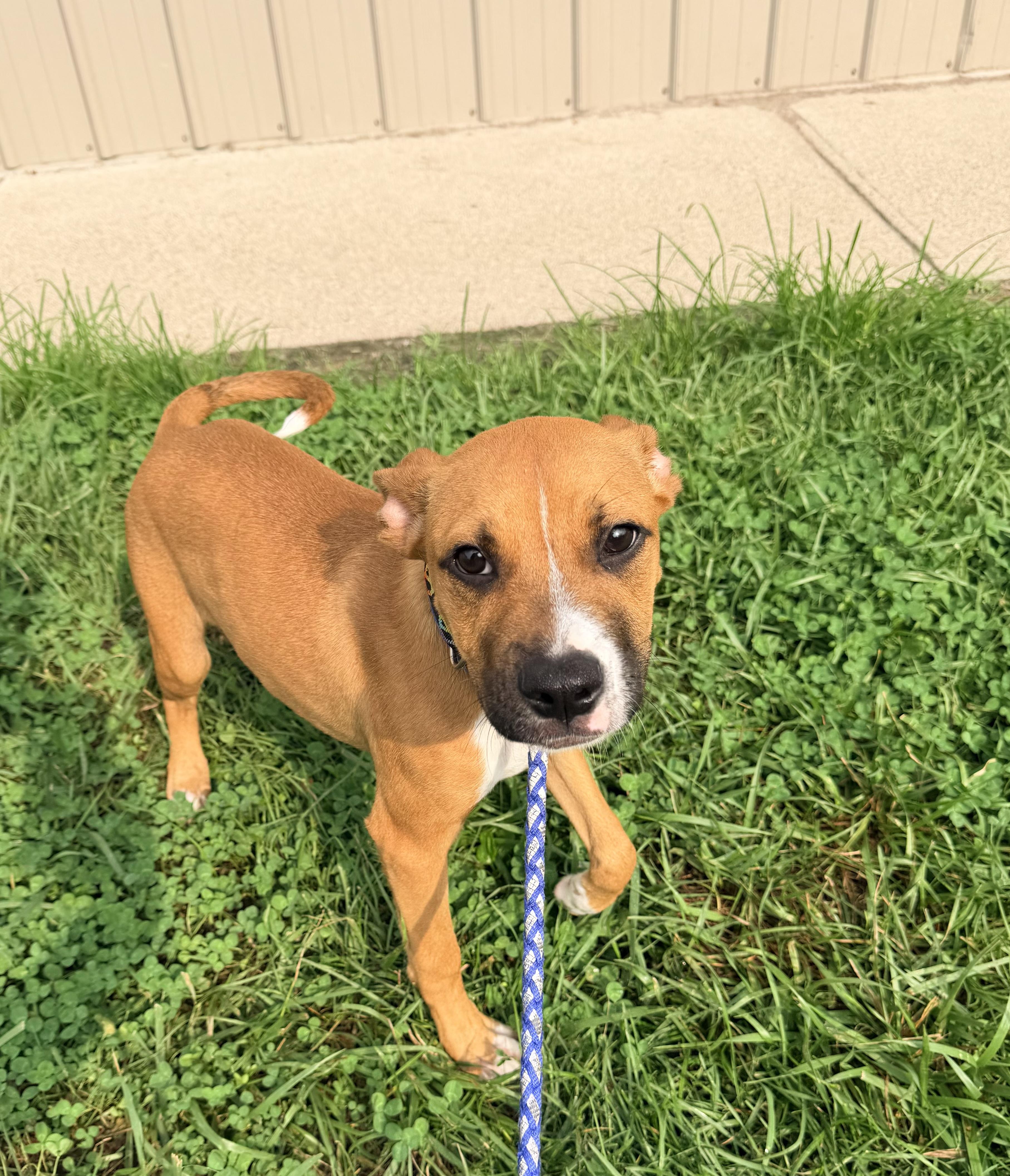 Rusty, ADOPTABLE, Young Male Mixed Breed.