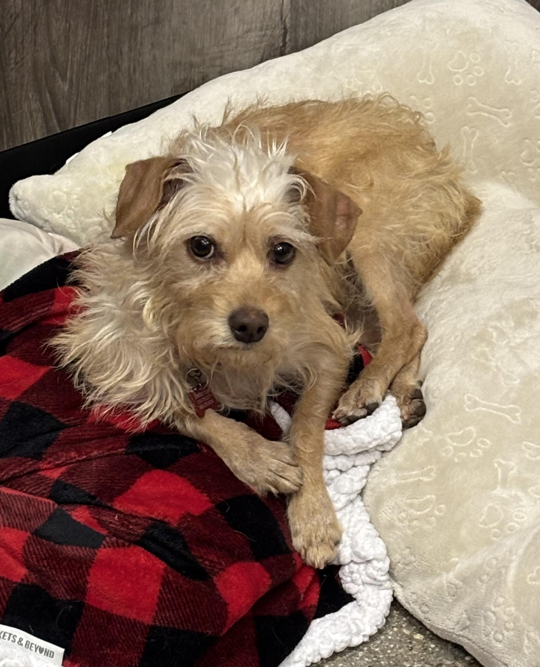 Simone Styles, ADOPTABLE, Adult Female Terrier.