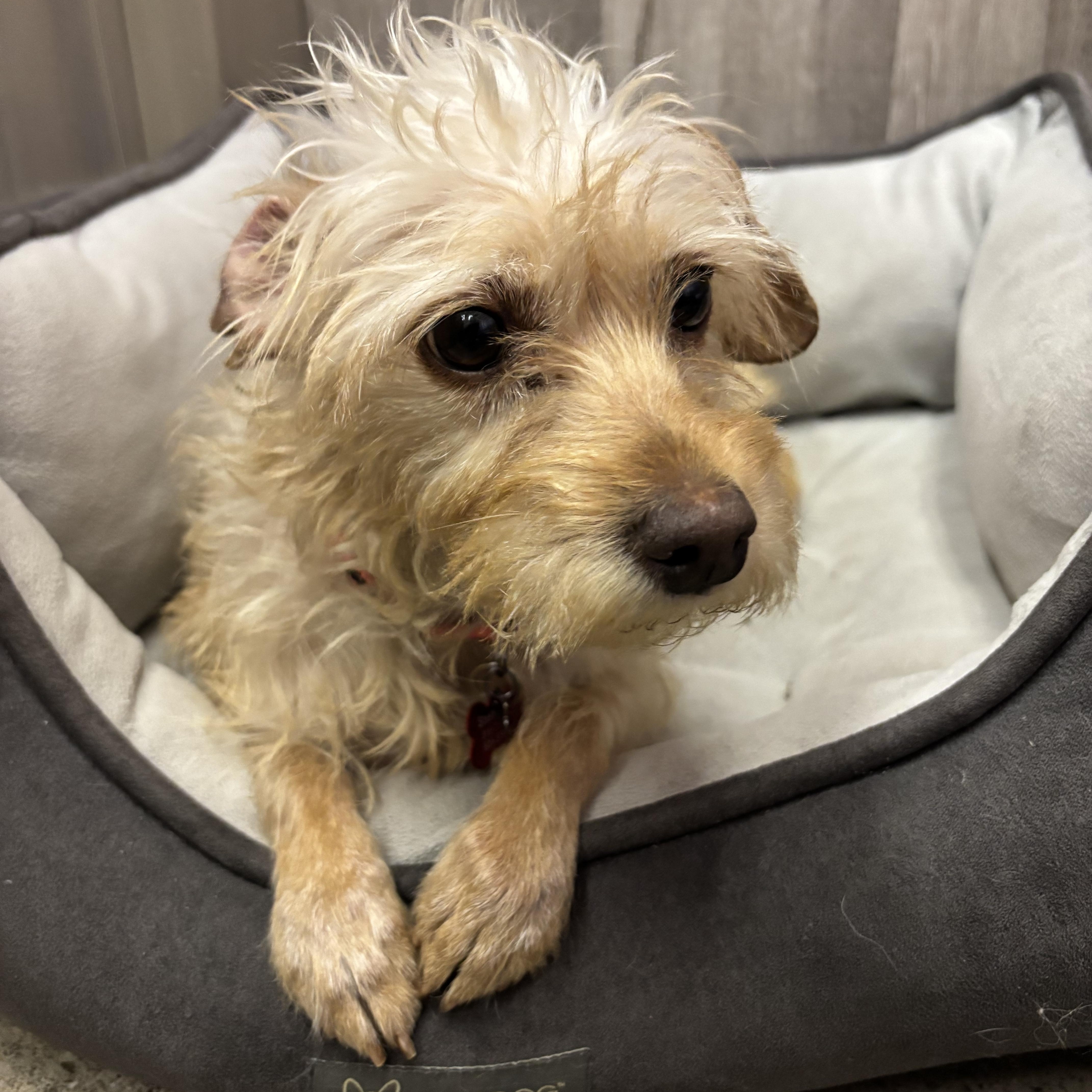 Enlarge Simone Styles, a ADOPTABLE Terrier in Thousand Oaks, CA image 2/2