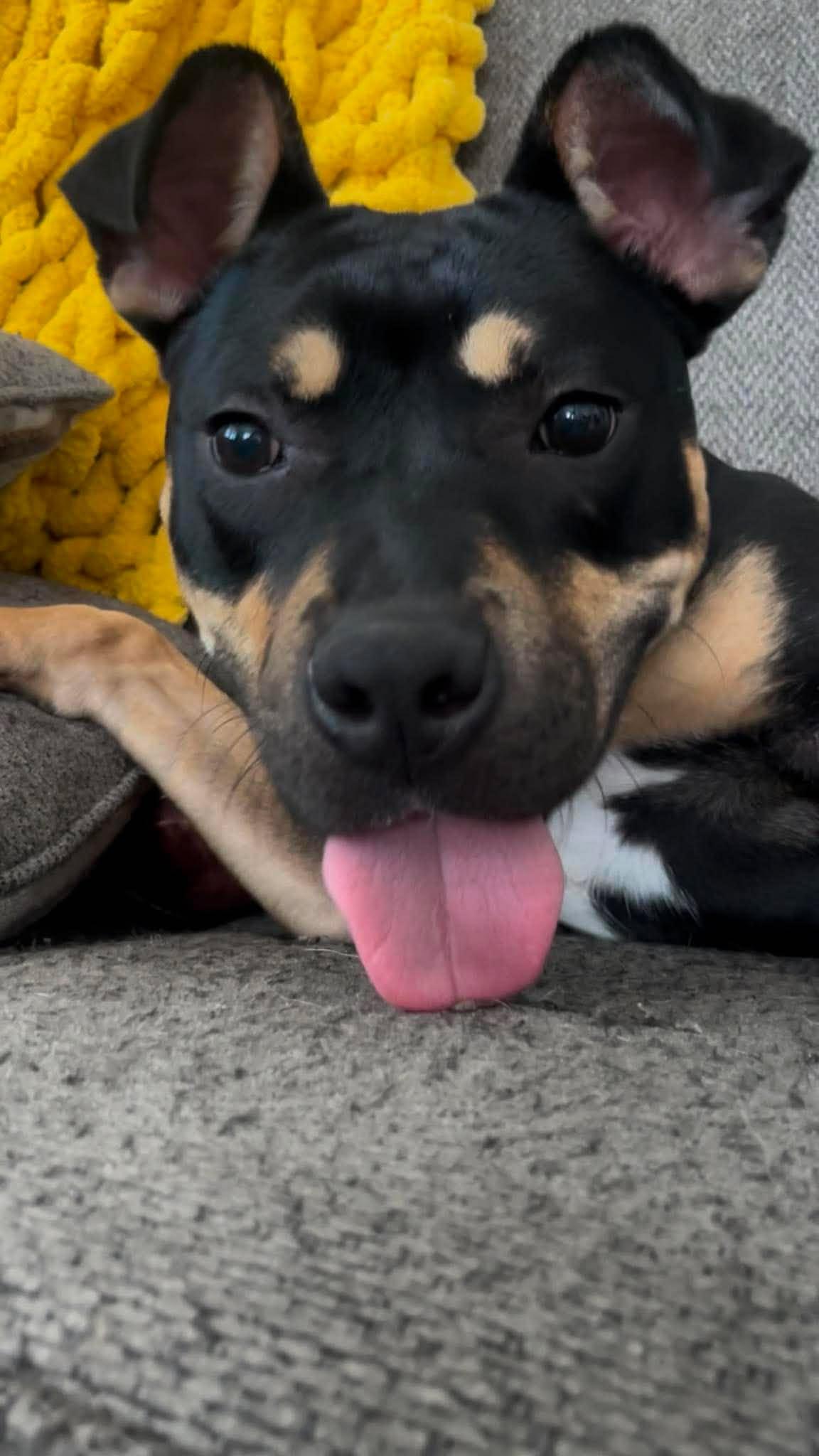 Misdemeanor, Adoptable, Young Female Pit Bull Terrier & Pit Bull Terrier.