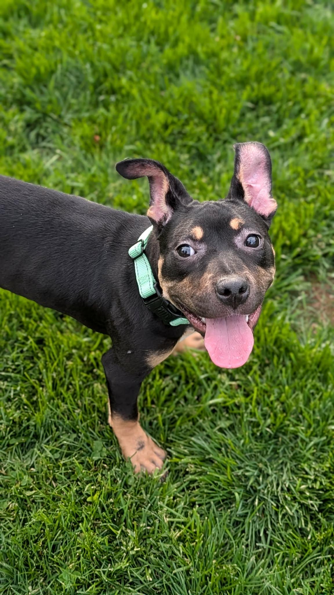 Misdemeanor, a Adoptable mixed breed in New Baltimore, MI image 2/6