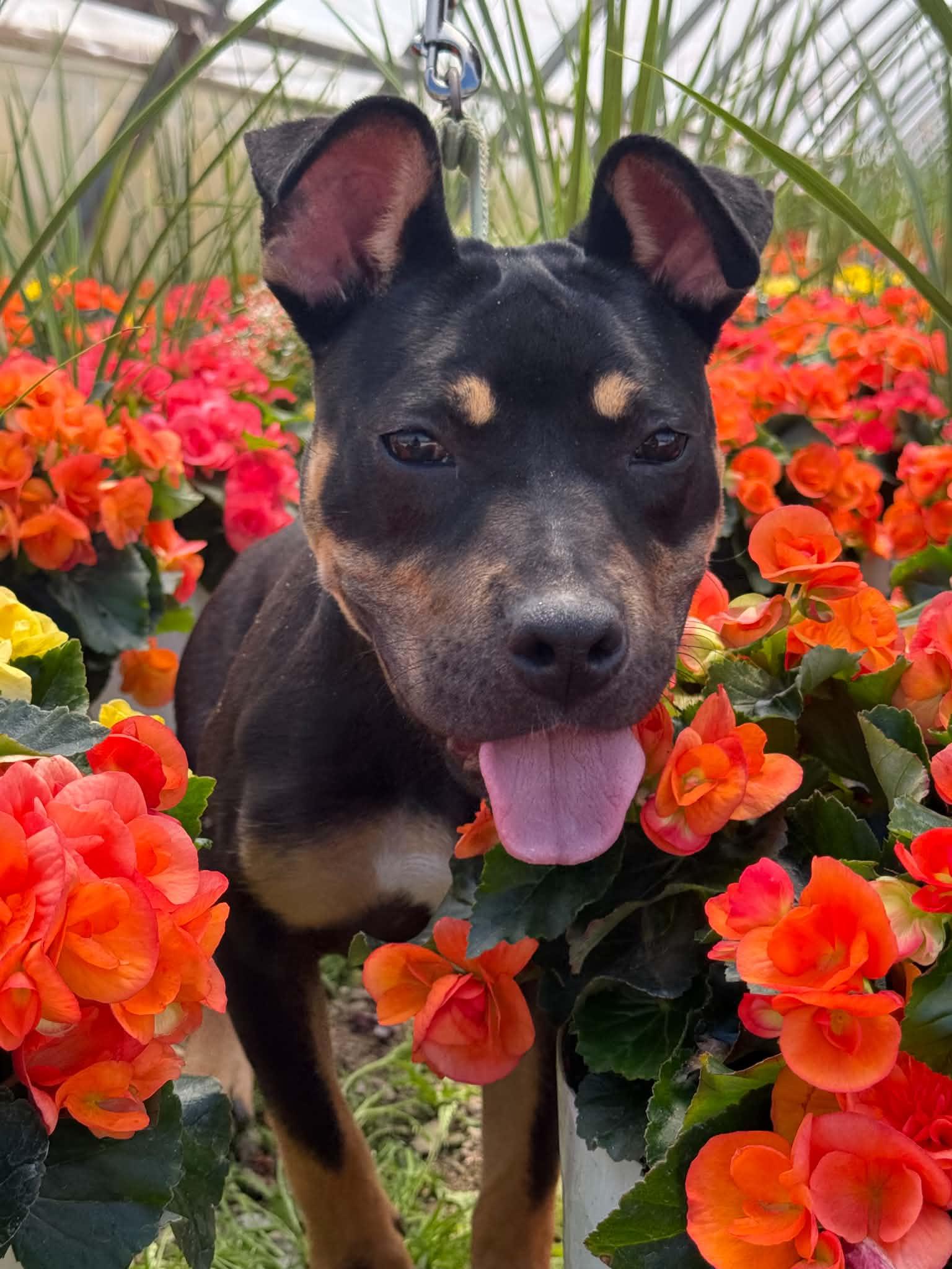 Misdemeanor, Adoptable, Young Female Pit Bull Terrier & Pit Bull Terrier.