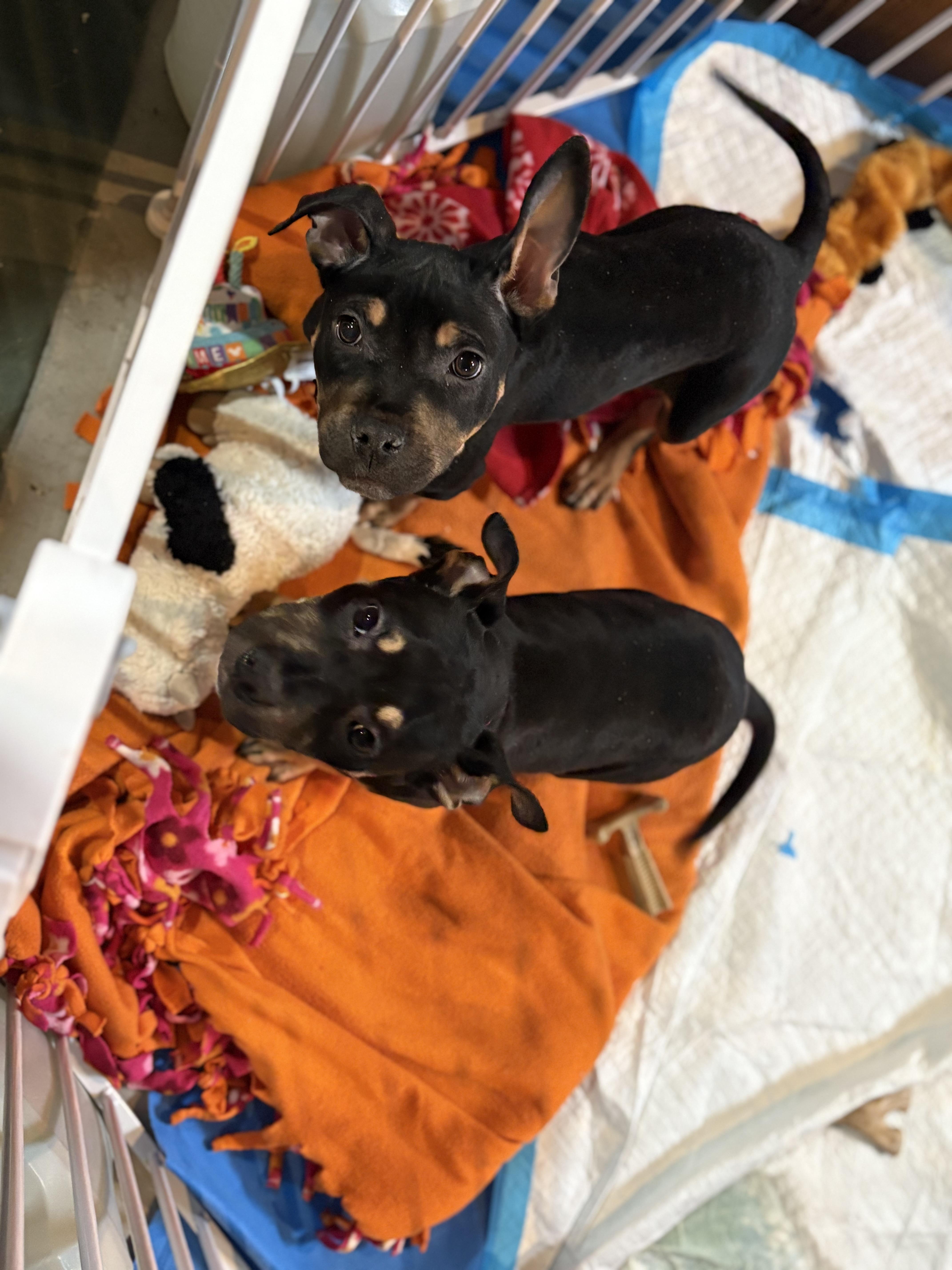 Misdemeanor, a Adoptable mixed breed in New Baltimore, MI image 3/6