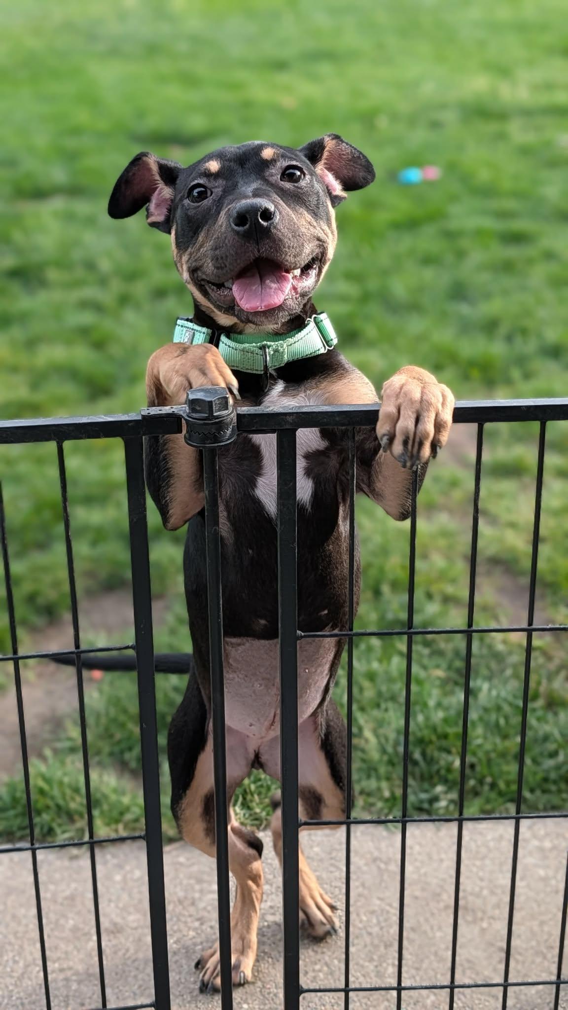 Misdemeanor, a Adoptable mixed breed in New Baltimore, MI image 4/6