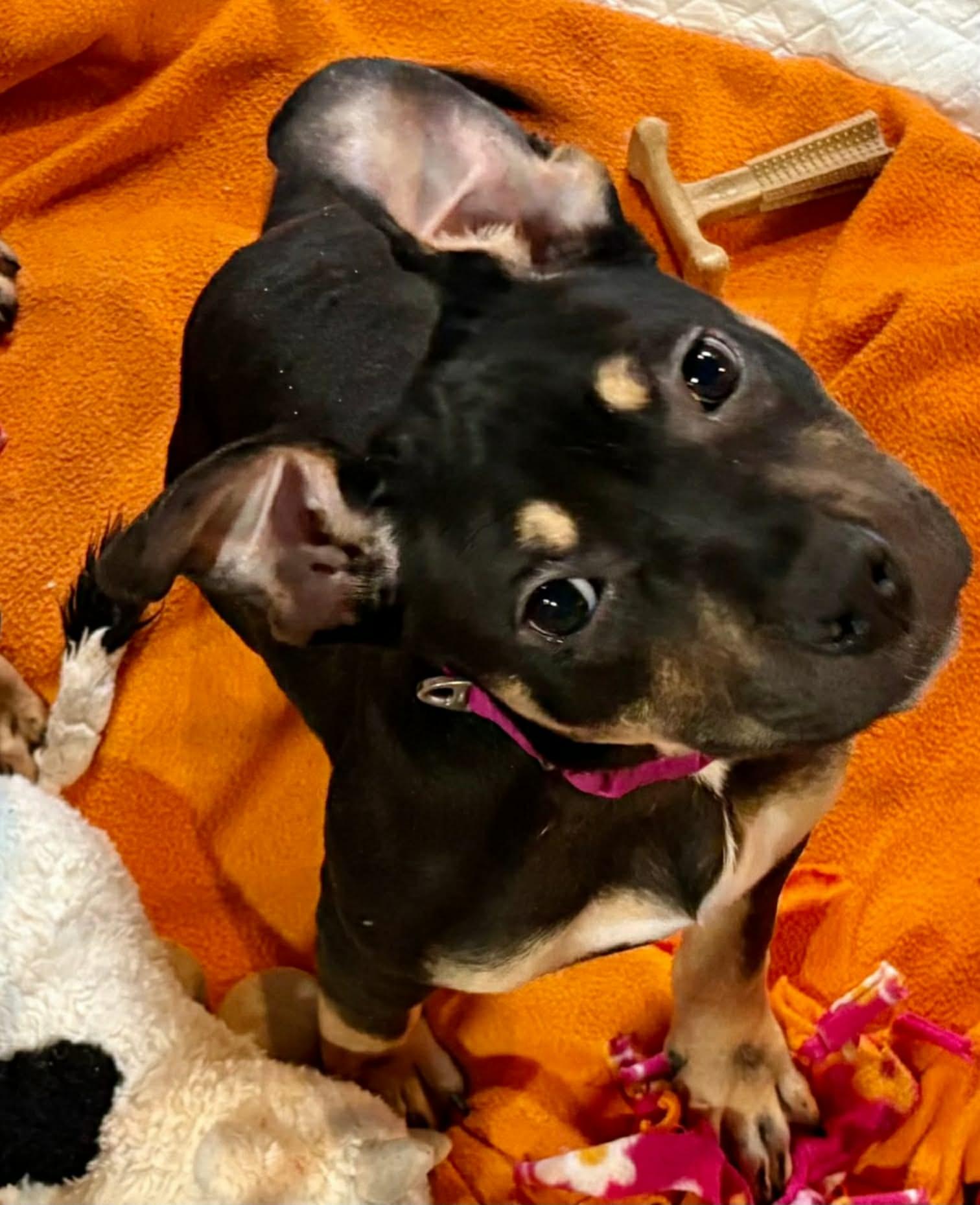 Misdemeanor, a Adoptable mixed breed in New Baltimore, MI image 5/6