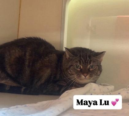 Enlarge Maya Lu, a Adoptable mixed breed in Winchester, VA image 1/1