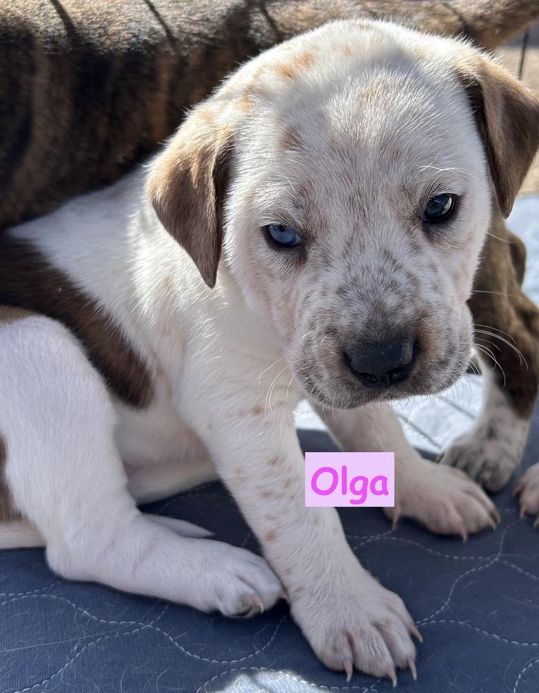 Enlarge Olga, a ADOPTABLE Mixed Breed in Albuquerque, NM image 1/1
