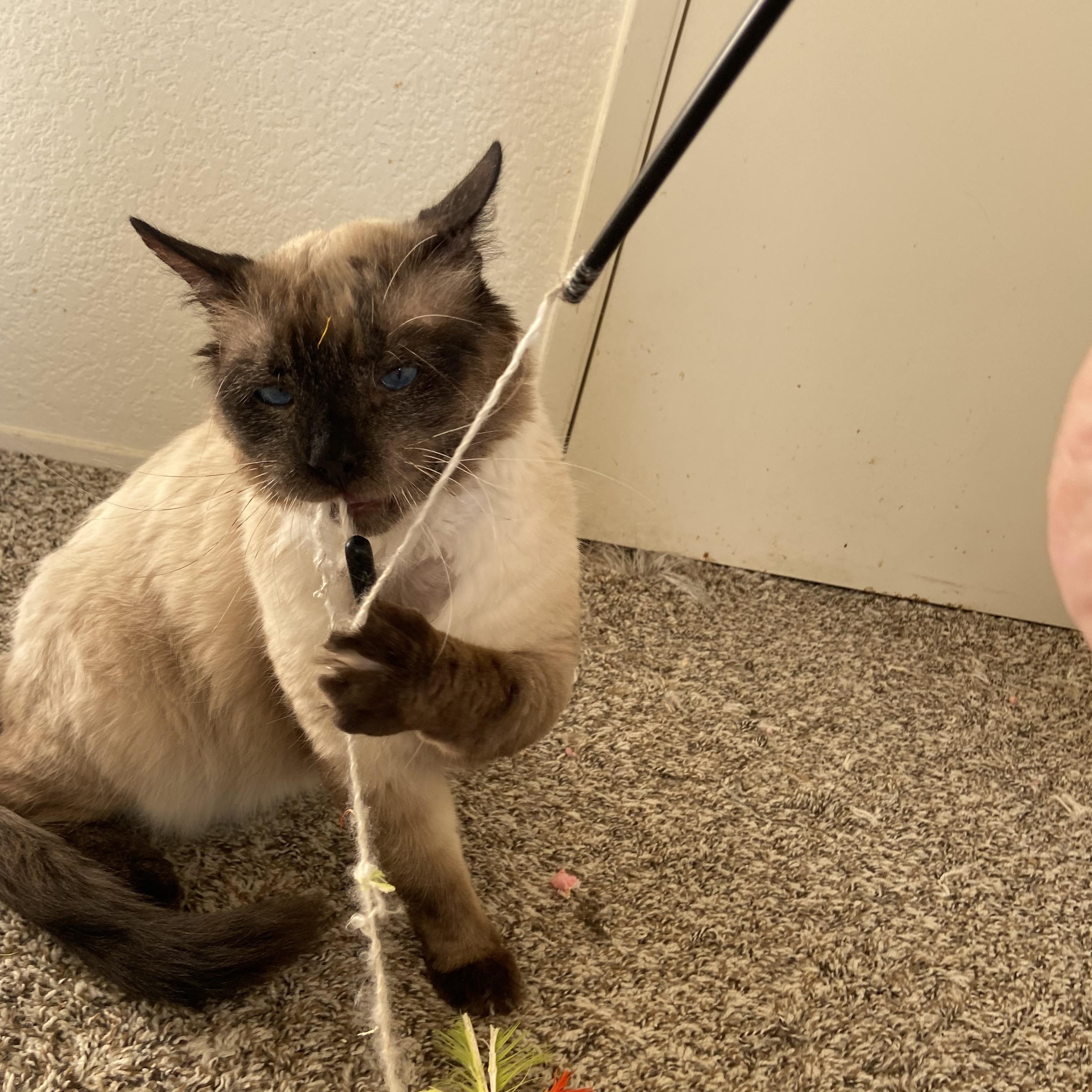 Earl, an adopted mixed breed in Mission Viejo, CA image 5/6
