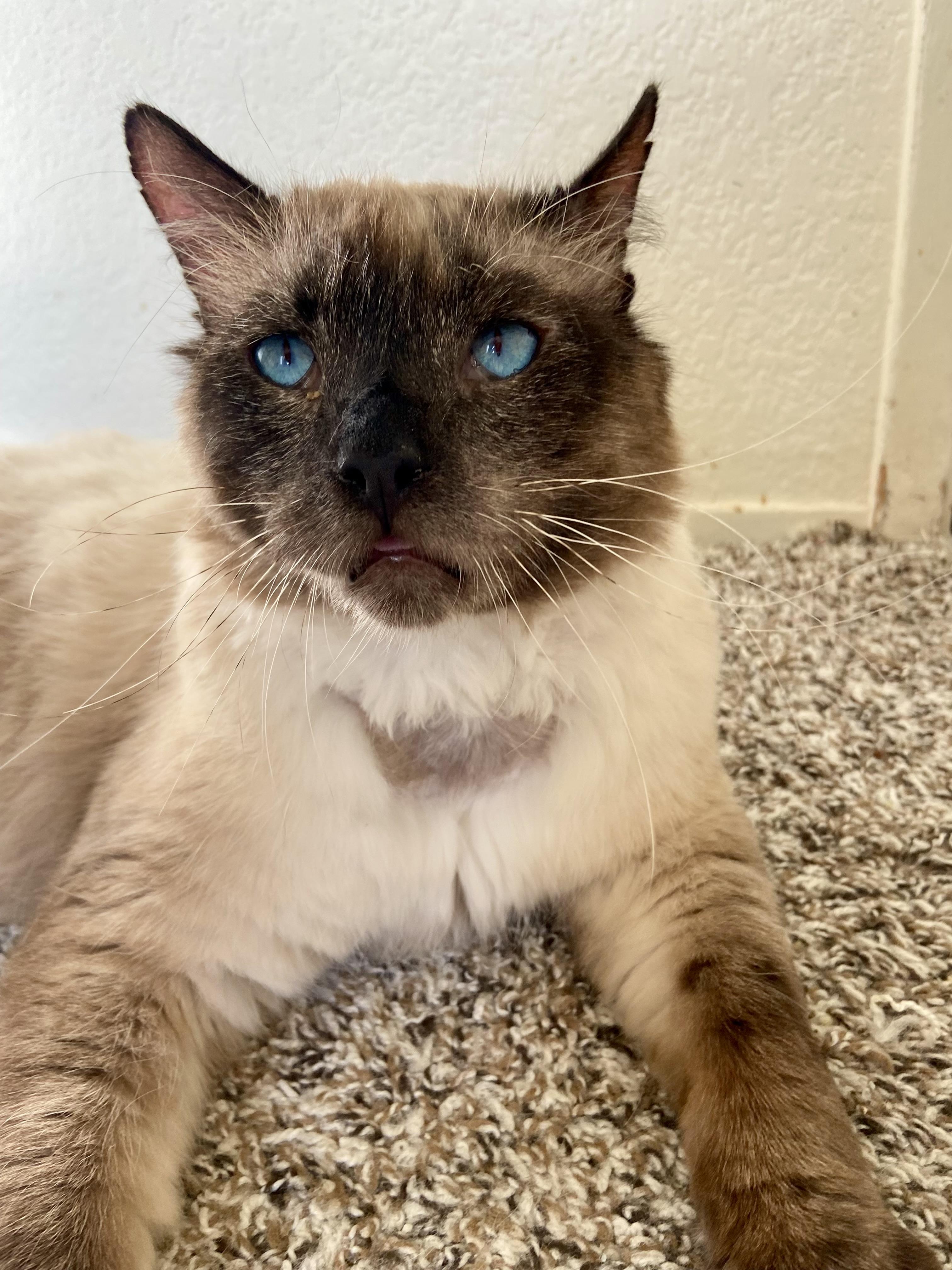 Earl, an adopted mixed breed in Mission Viejo, CA image 3/6