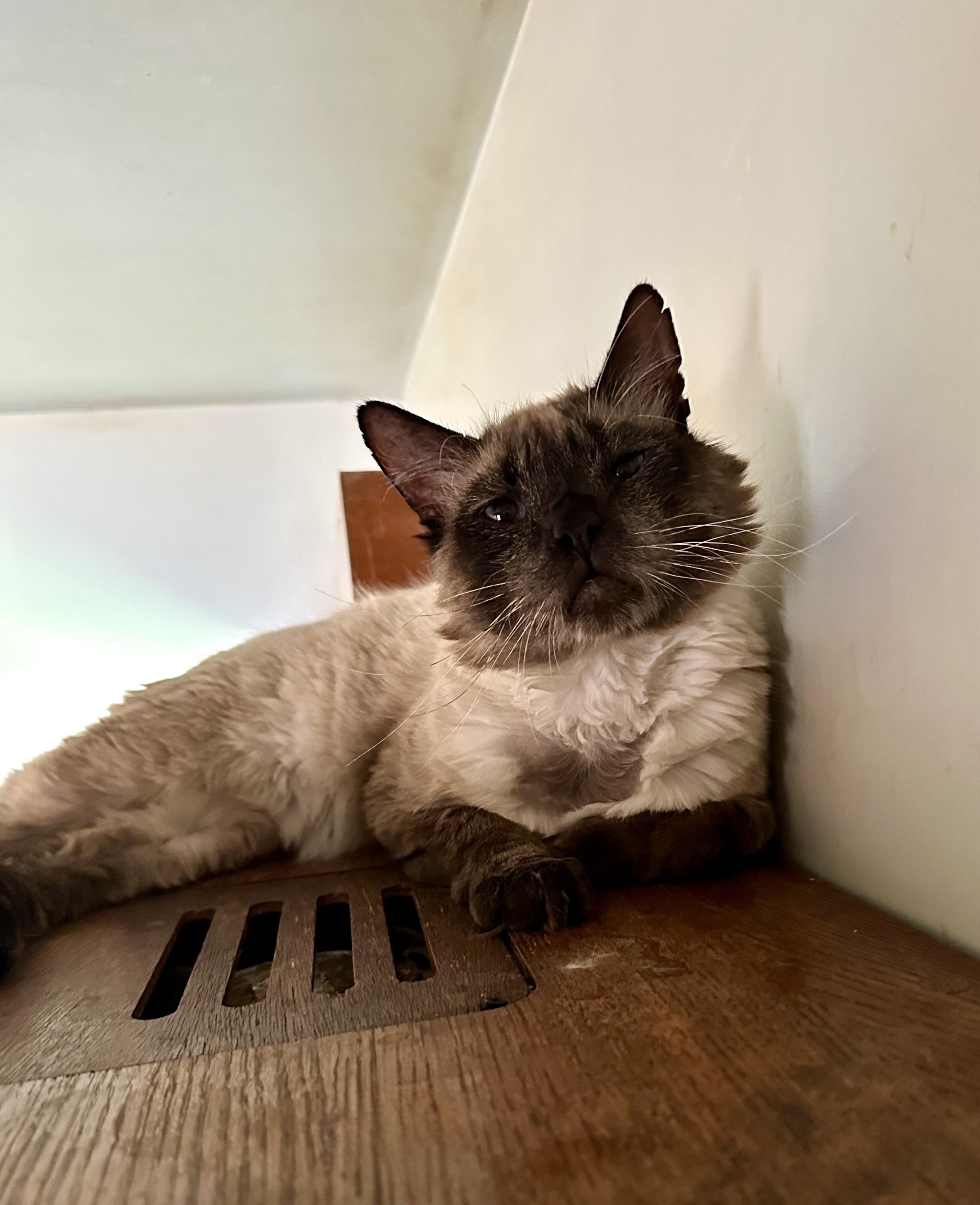 Earl, an adopted mixed breed in Mission Viejo, CA image 6/6