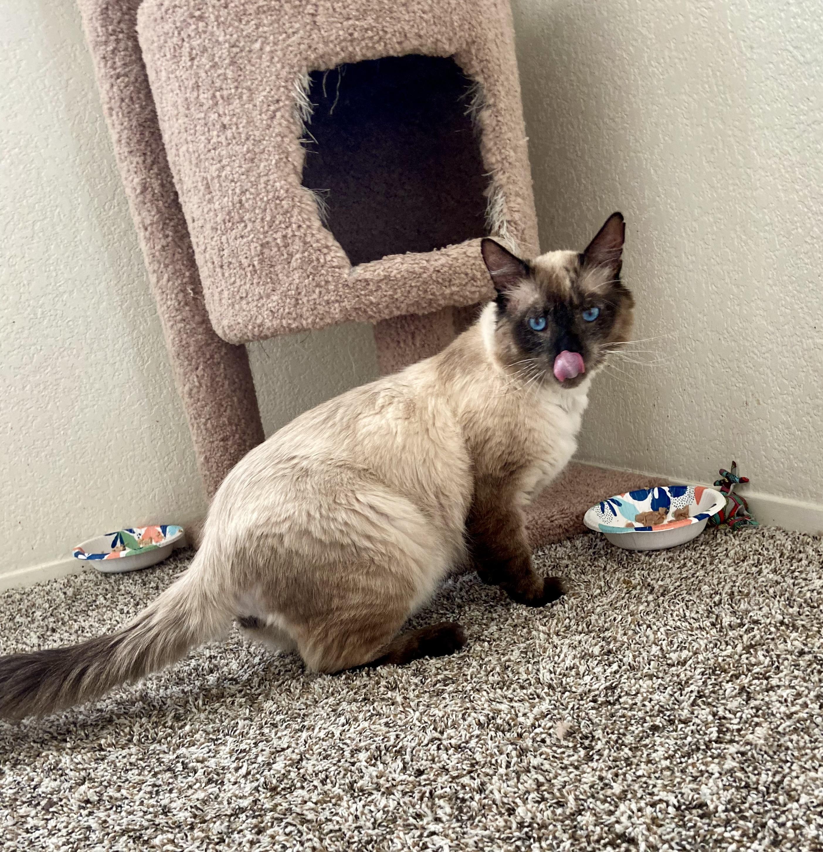 Earl, adopted, Young Male Applehead Siamese & Ragdoll.