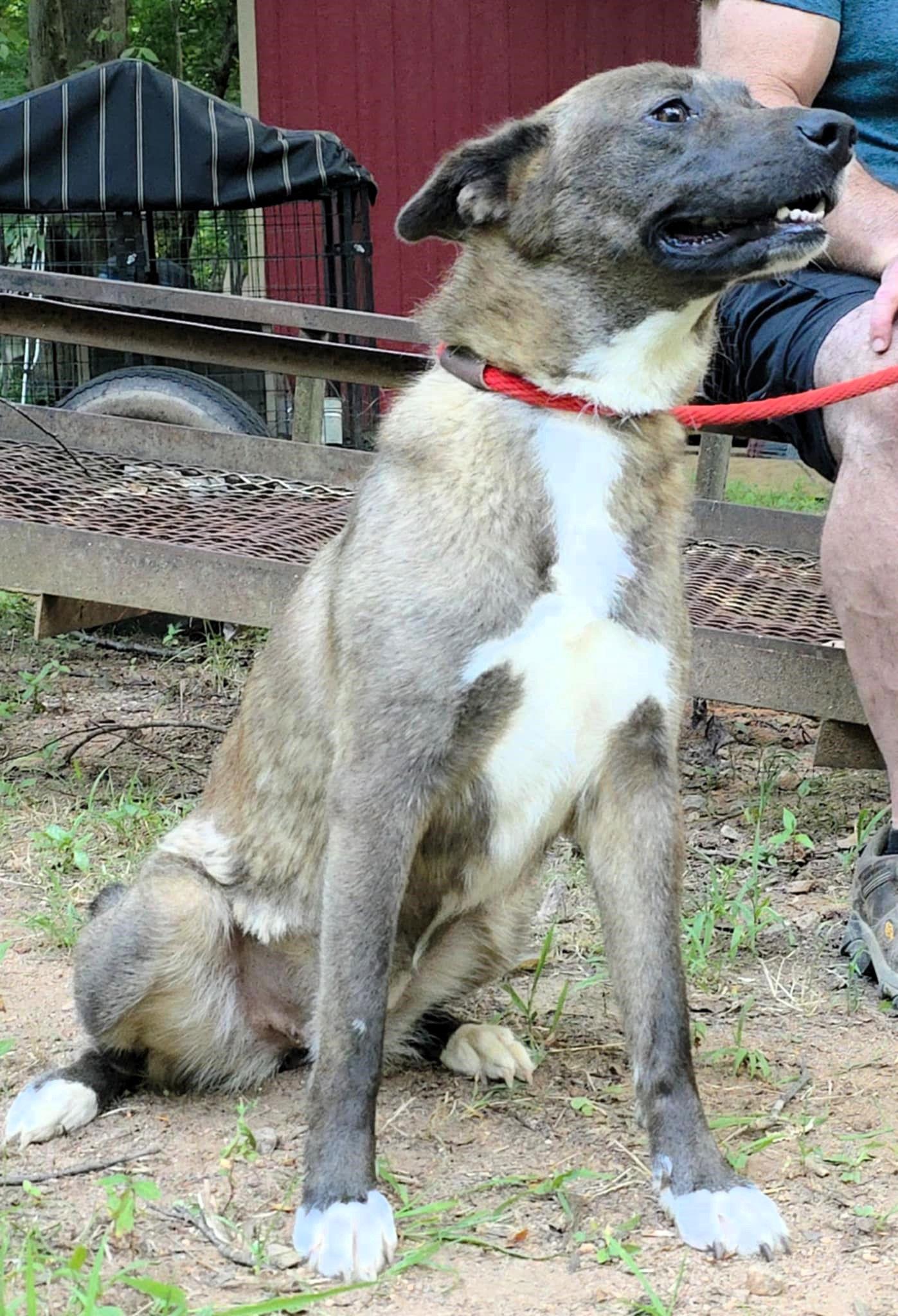 Tina, Adoptable, Adult Female Mixed Breed.