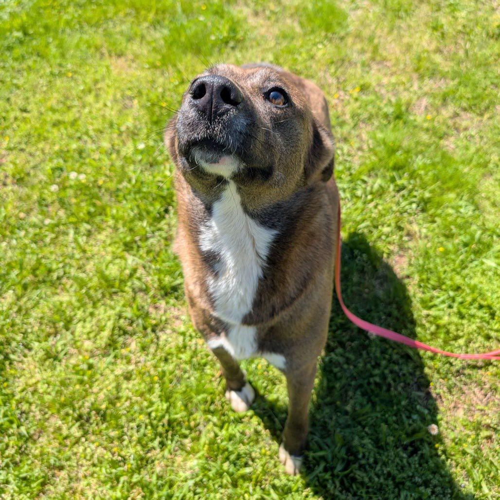 Enlarge Tina, a Adoptable Mixed Breed in Shelburne, VT image 2/3