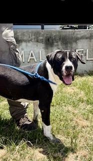 Loco, Adoptable, Young Male Pit Bull Terrier.