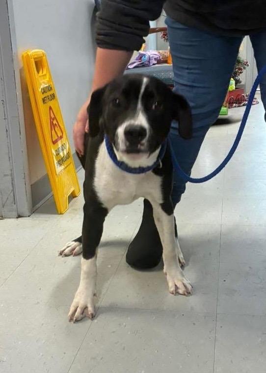 Loco, Adoptable, Young Male Pit Bull Terrier.