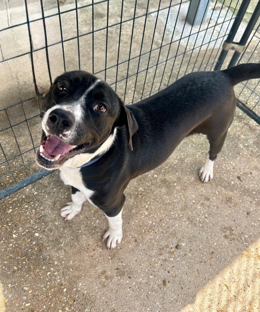 Loco, Adoptable, Young Male Pit Bull Terrier.