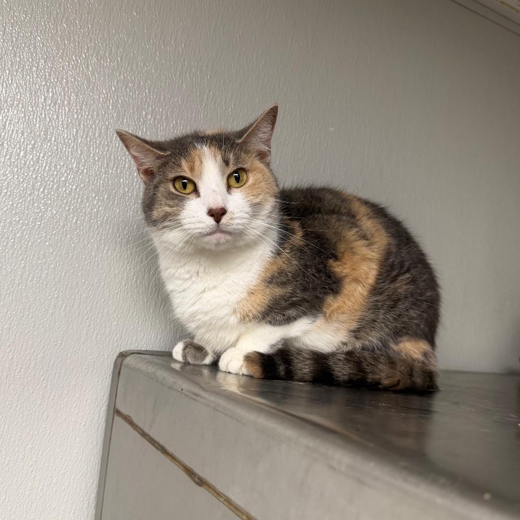 Raya, Adoptable, Adult Female Domestic Short Hair.
