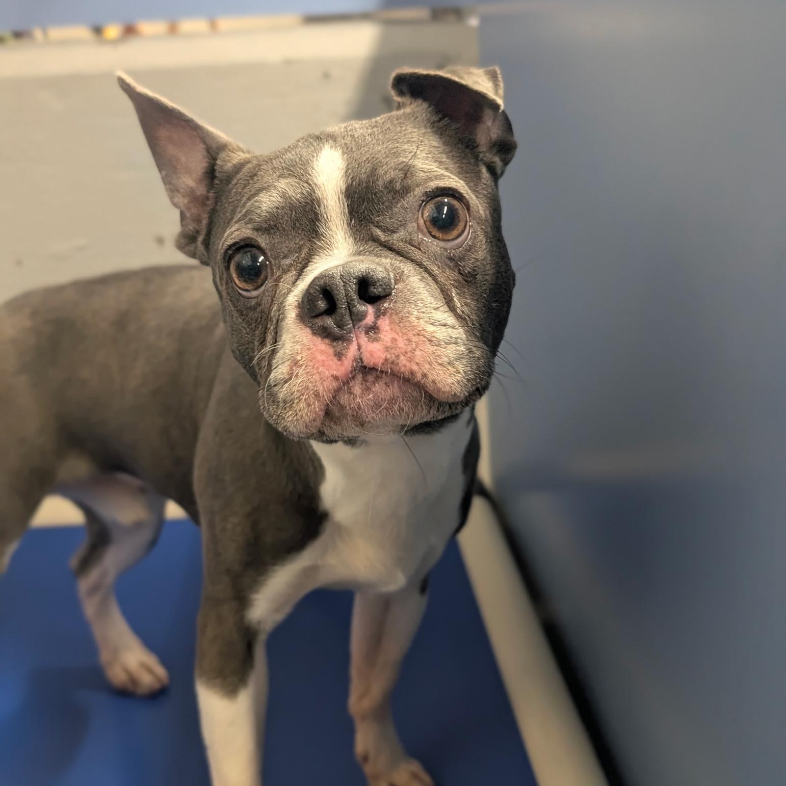Frankie, adopted, Adult Male Boston Terrier & French Bulldog.