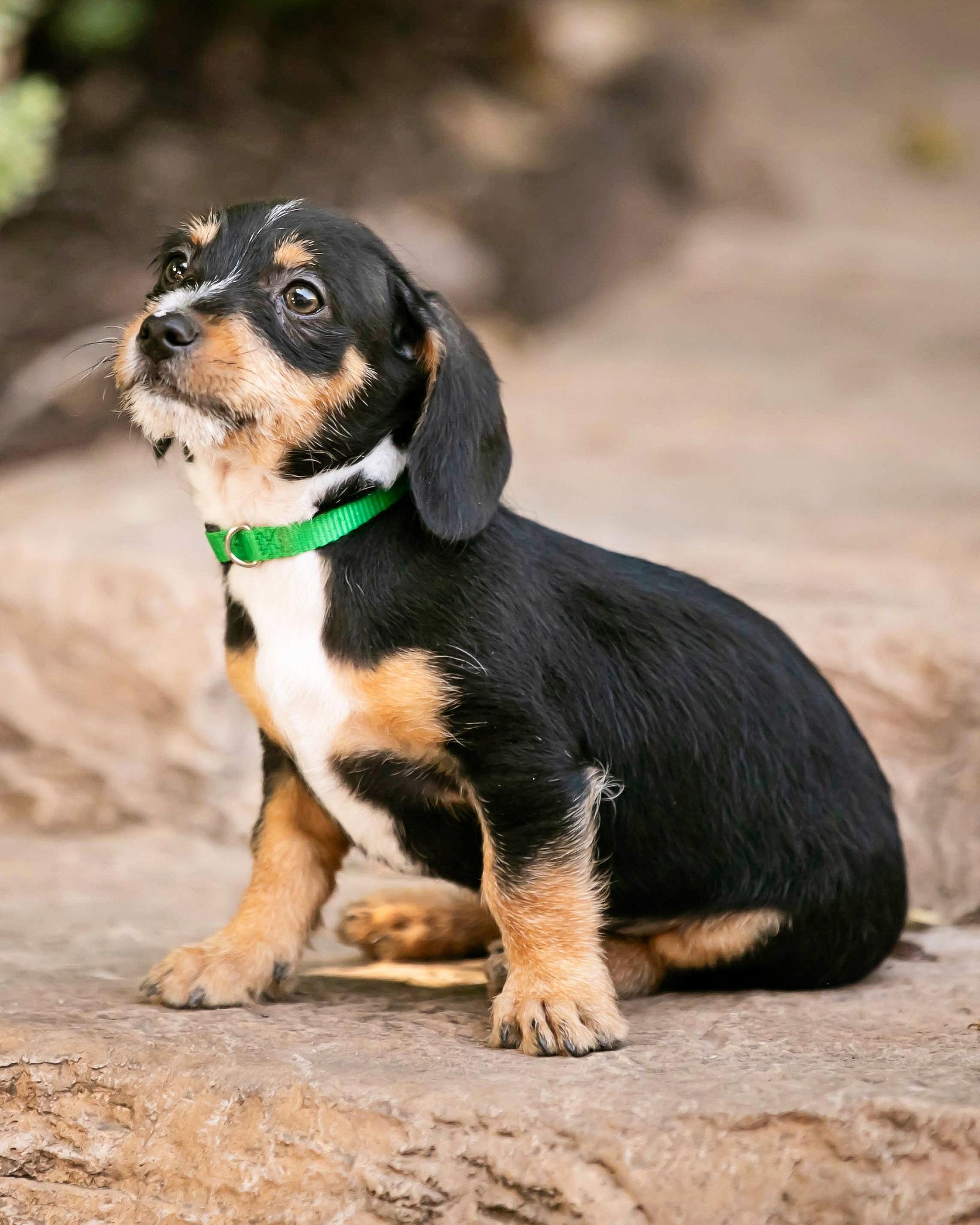Enlarge Tate, a Adopted Dachshund in Corona, CA image 1/3