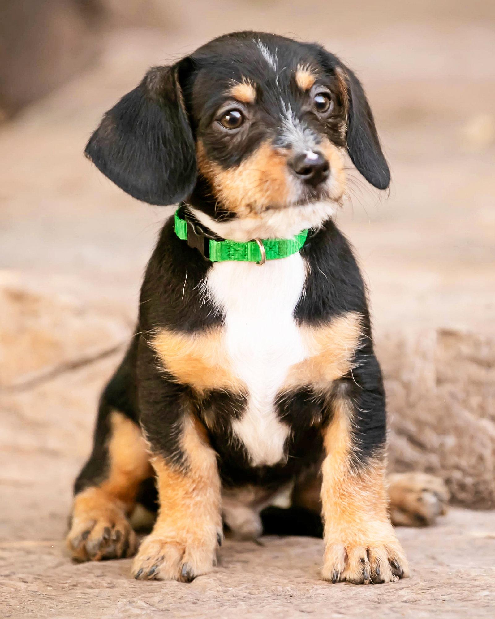 Enlarge Tate, a Adopted Dachshund in Corona, CA image 2/3