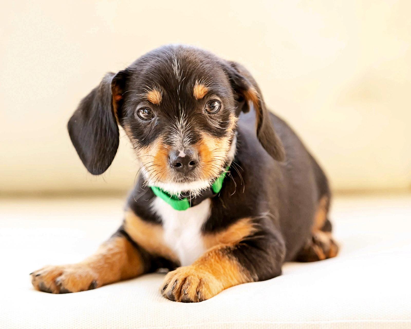 Enlarge Tate, a Adopted Dachshund in Corona, CA image 3/3