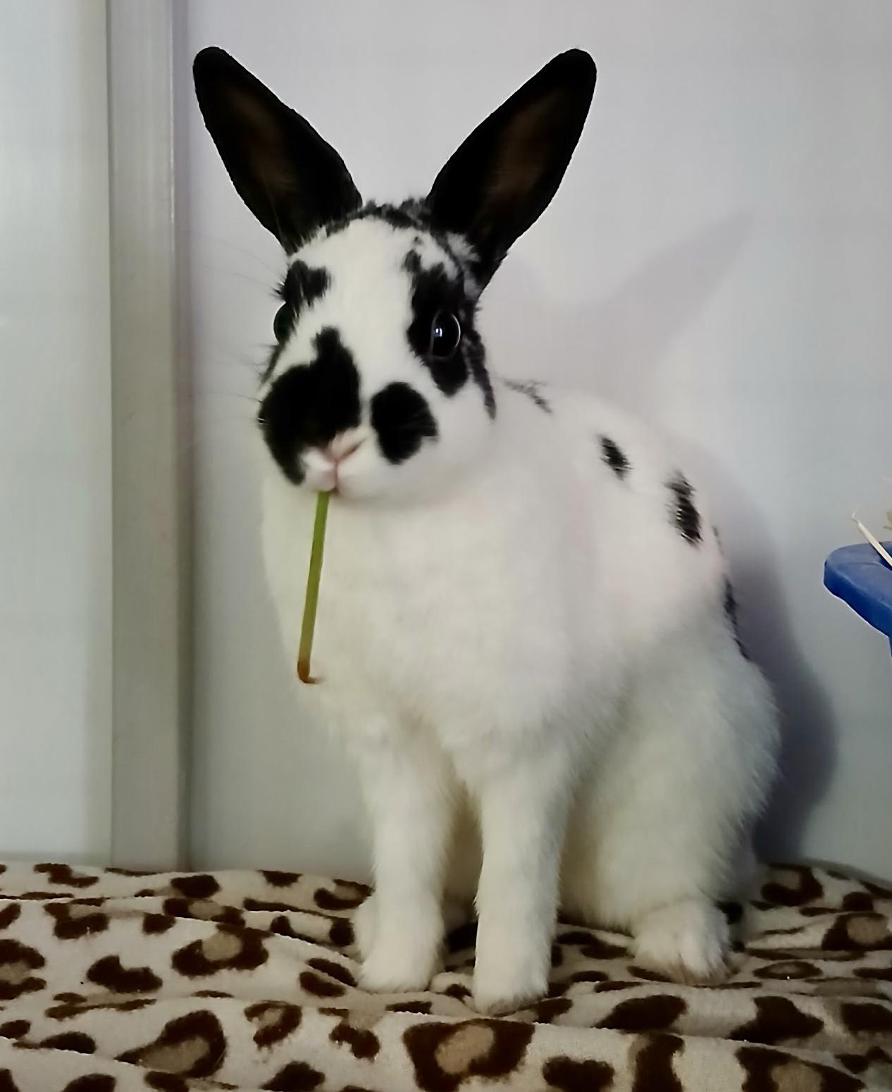 Enlarge Cosette, a ADOPTABLE mixed breed in Chicago, IL image 2/2