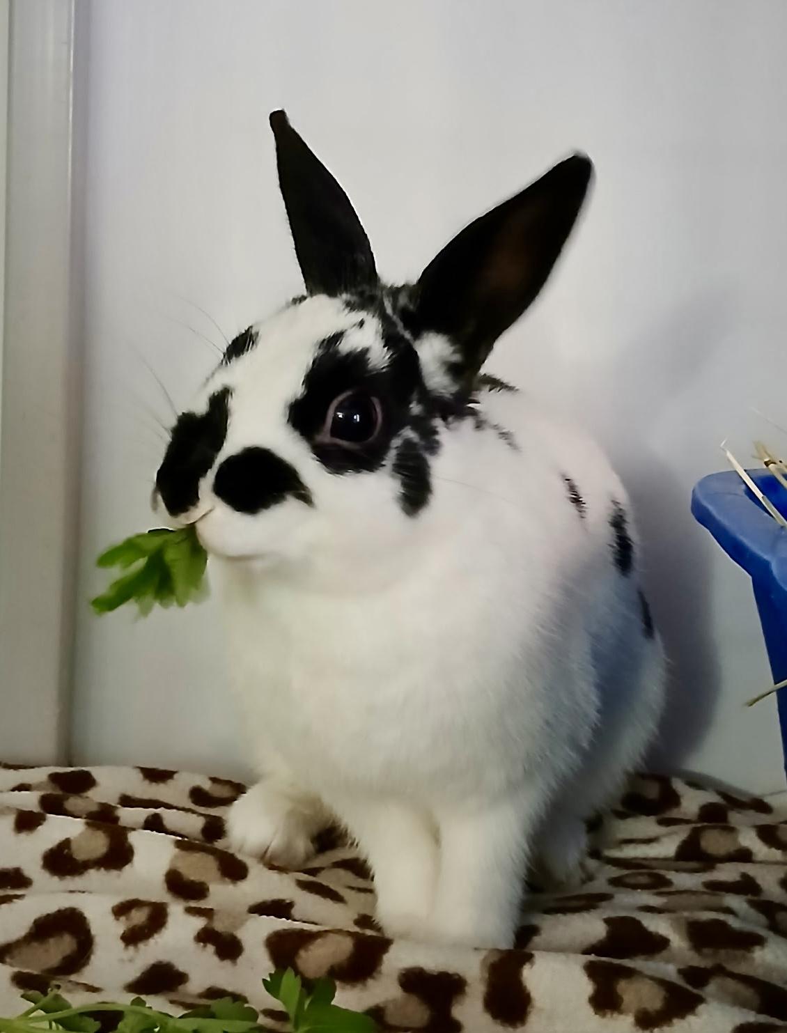 Cosette, ADOPTABLE, Young Female English Spot & Dwarf.