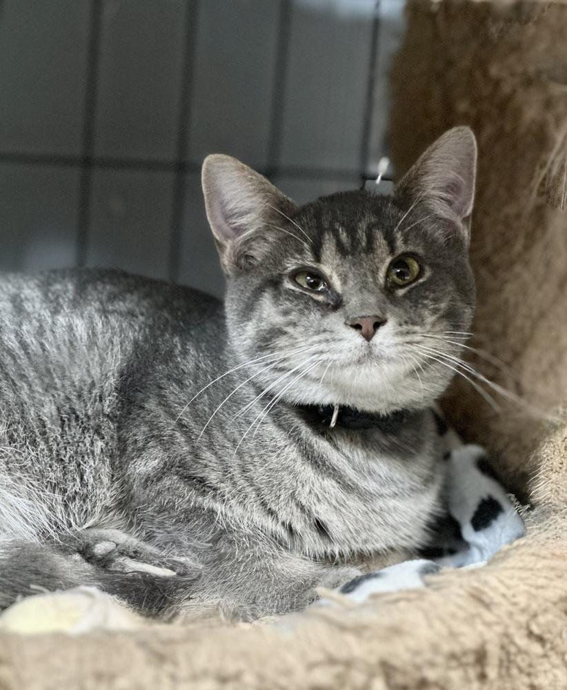 Enlarge Nina, a Adoptable Domestic Short Hair in Richmond, IN image 3/3