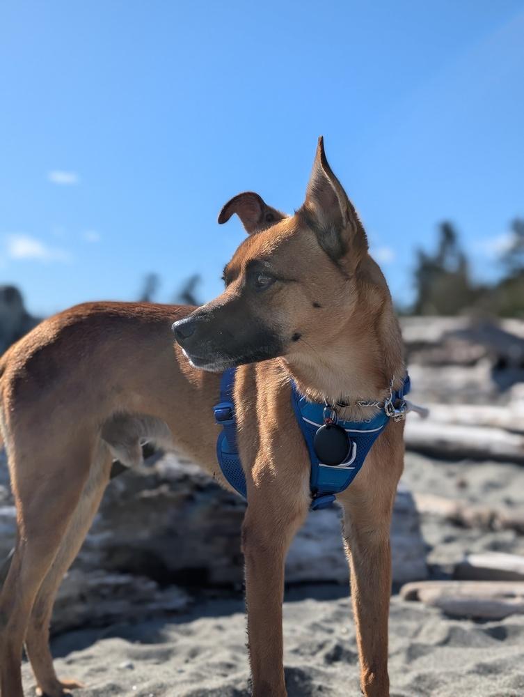 Enlarge TOAST - LOCAL! (Vancouver Island), a Adoptable mixed breed in Langley, BC image 1/6