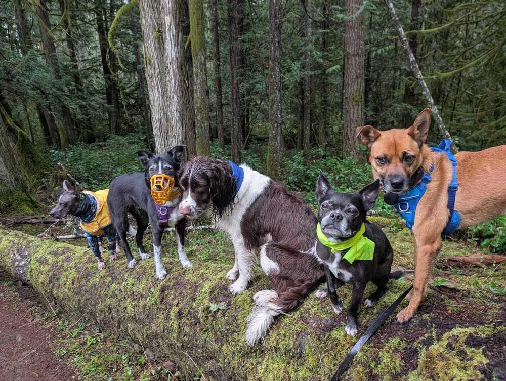 Enlarge TOAST - LOCAL! (Vancouver Island), a Adoptable mixed breed in Langley, BC image 4/6