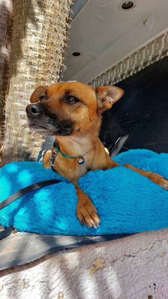 Enlarge TOAST - LOCAL! (Vancouver Island), a Adoptable mixed breed in Langley, BC image 5/6