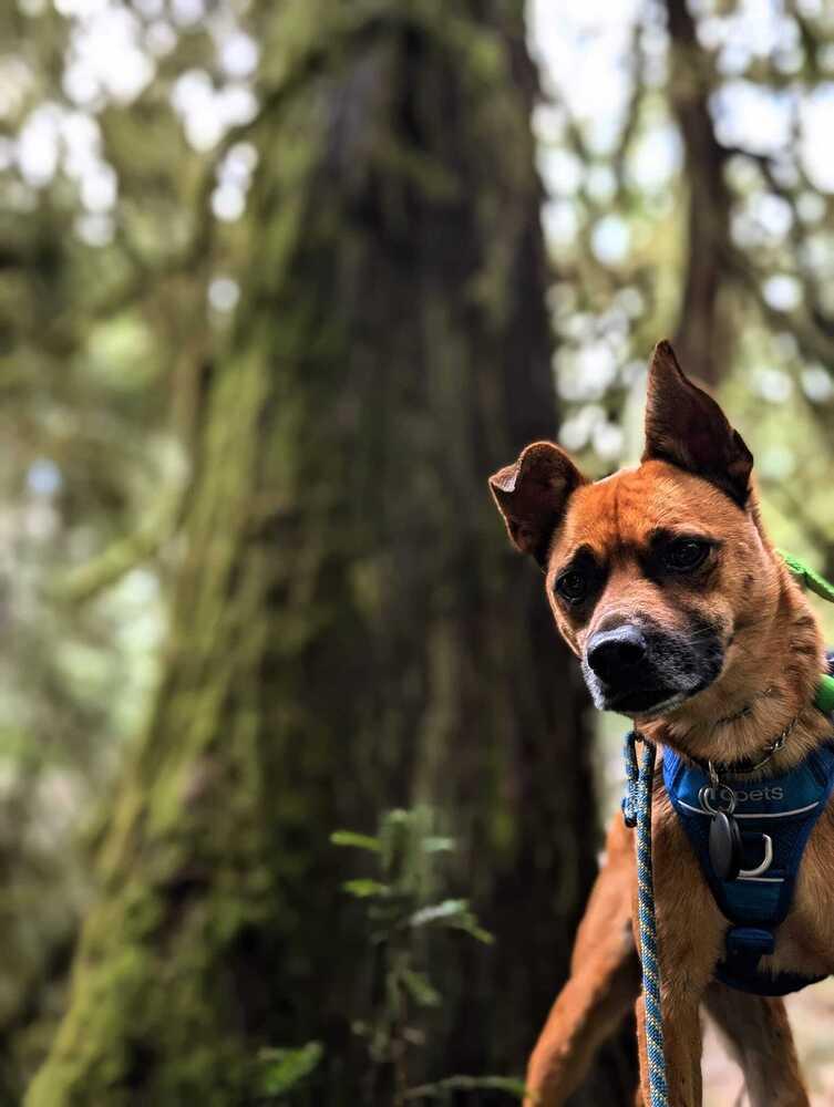 Enlarge TOAST - LOCAL! (Vancouver Island), a Adoptable mixed breed in Langley, BC image 6/6