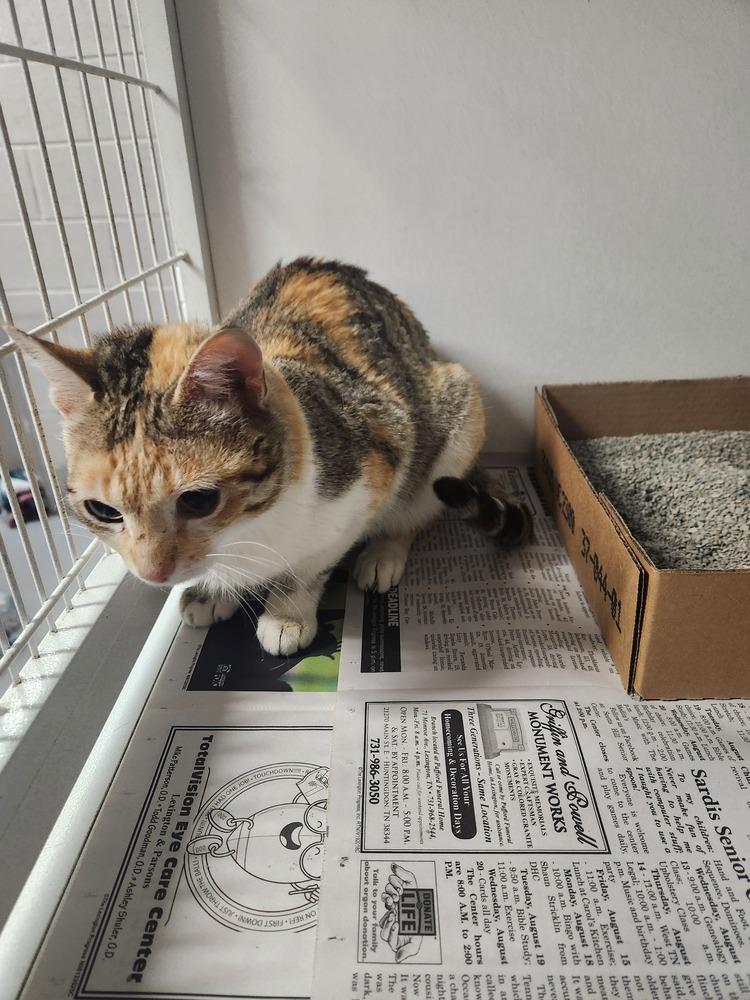 CALLIE, Adoptable, Adult Female Domestic Short Hair & Calico.