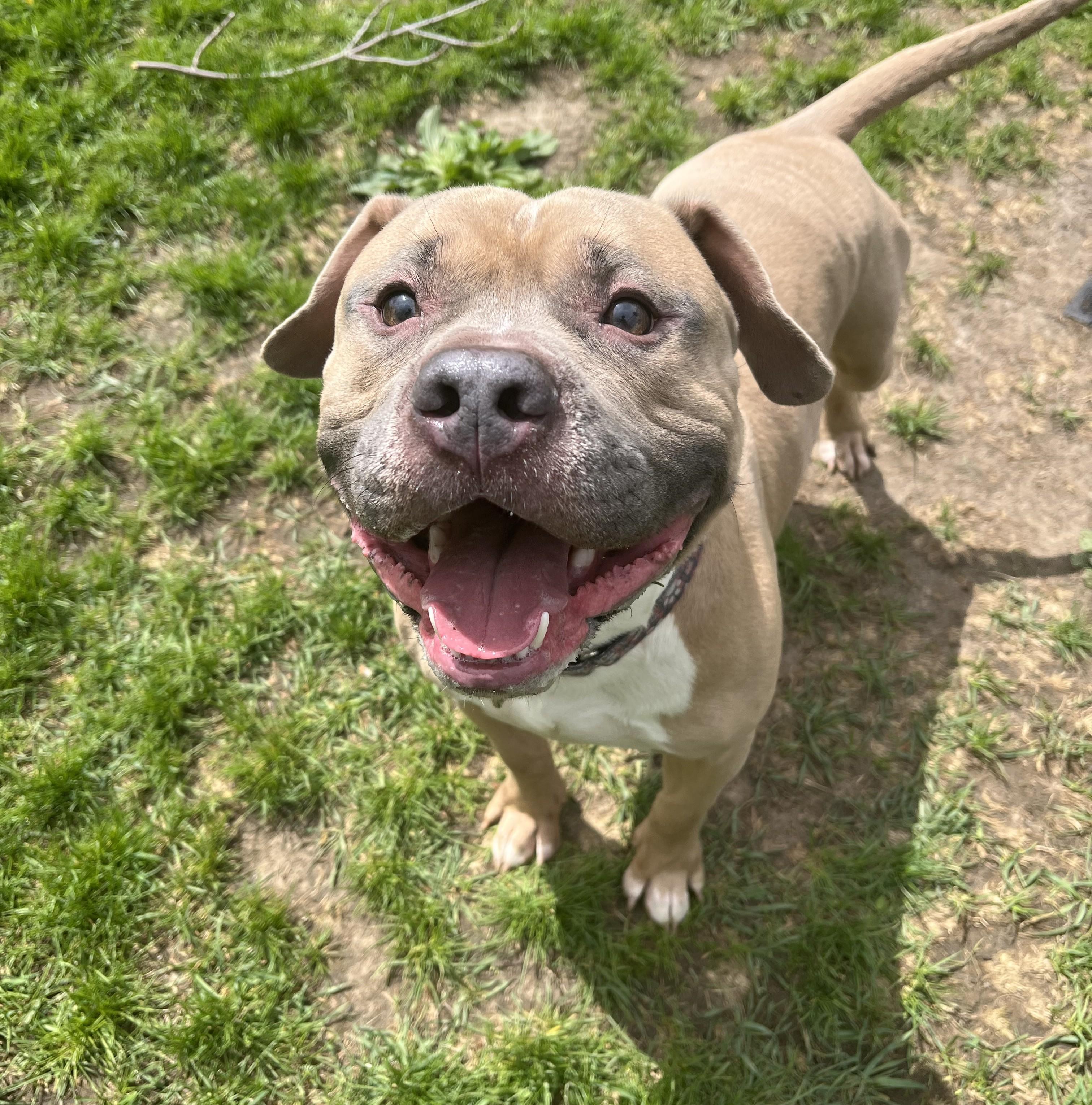 Enlarge Brick, a ADOPTABLE mixed breed in Cedar Rapids, IA image 1/4