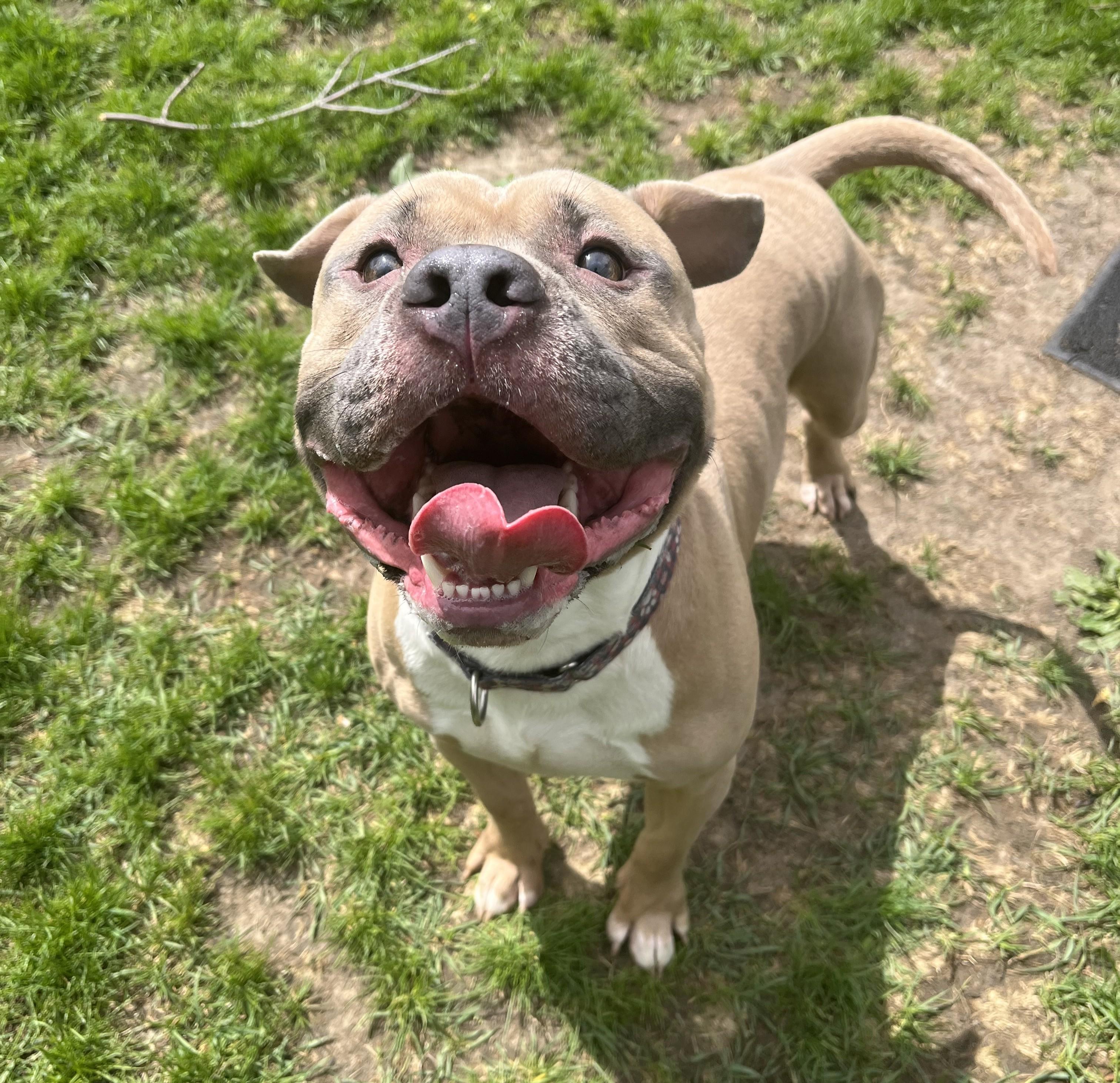 Enlarge Brick, a ADOPTABLE mixed breed in Cedar Rapids, IA image 2/4