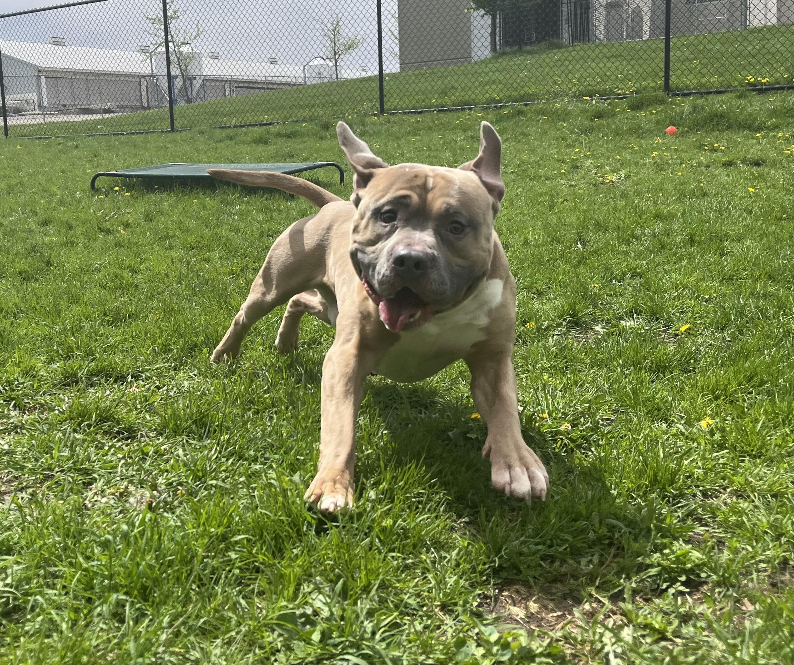 Enlarge Brick, a ADOPTABLE mixed breed in Cedar Rapids, IA image 4/4