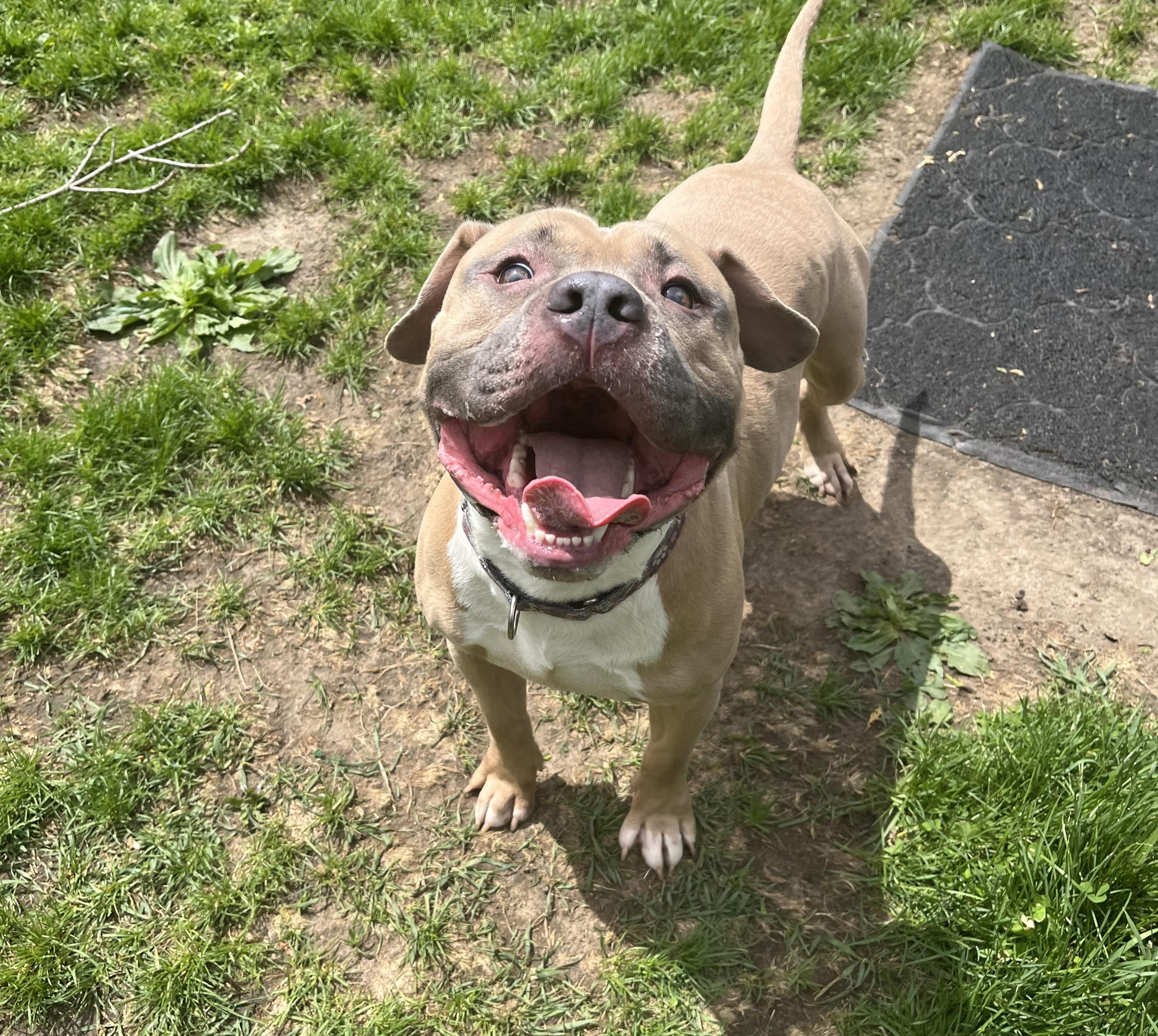 Enlarge Brick, a ADOPTABLE mixed breed in Cedar Rapids, IA image 3/4