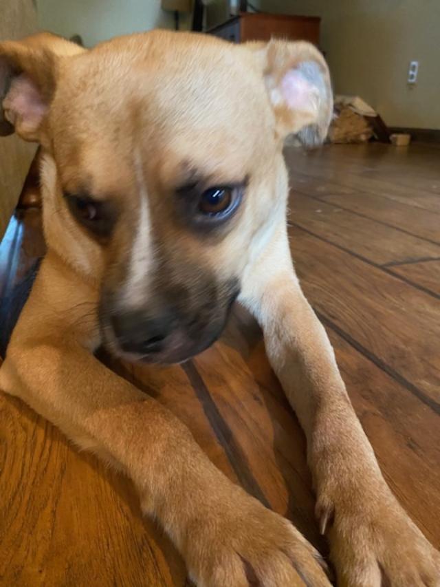 Rascal