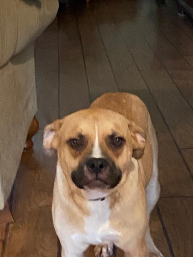 Rascal
