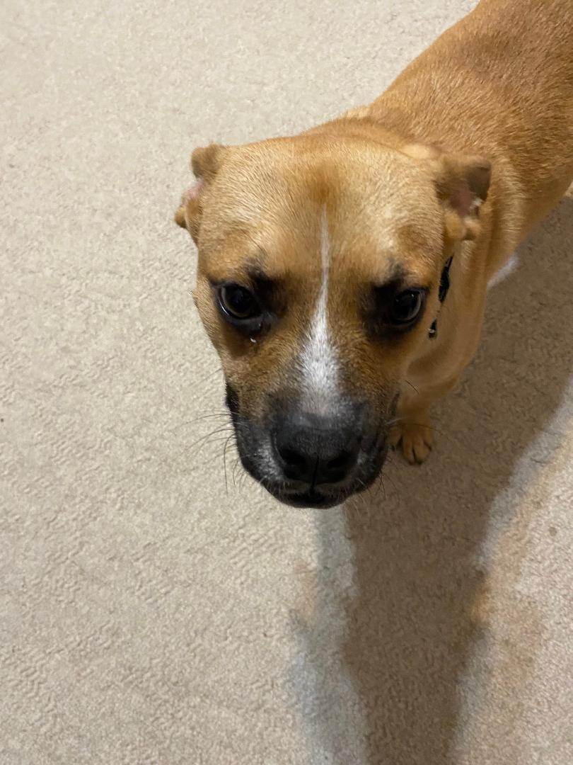 Rascal