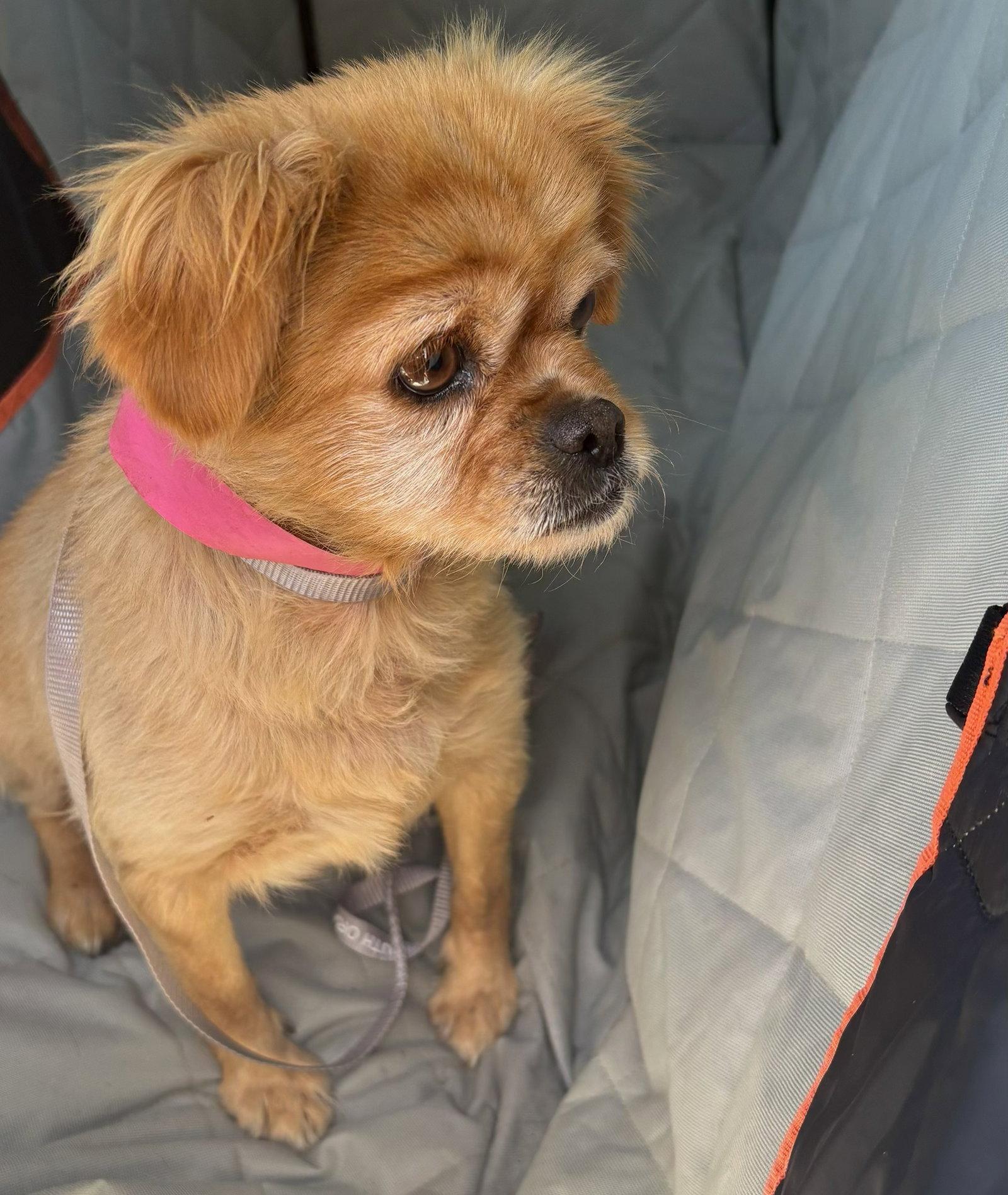 June Bug, Adoptable, Adult Female Mixed Breed.